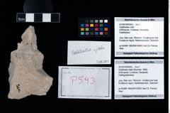 Foto (Objekt + Etikett) von Galatheites zitteli (Moericke, 1889)  (NHMW-GEO-2014-0194-0593)